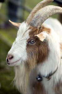 Friendly Goat Smiling